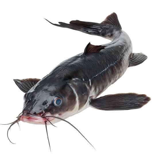 Premium Catfish